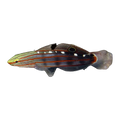 Rainford Goby | Koumansetta rainfordi
