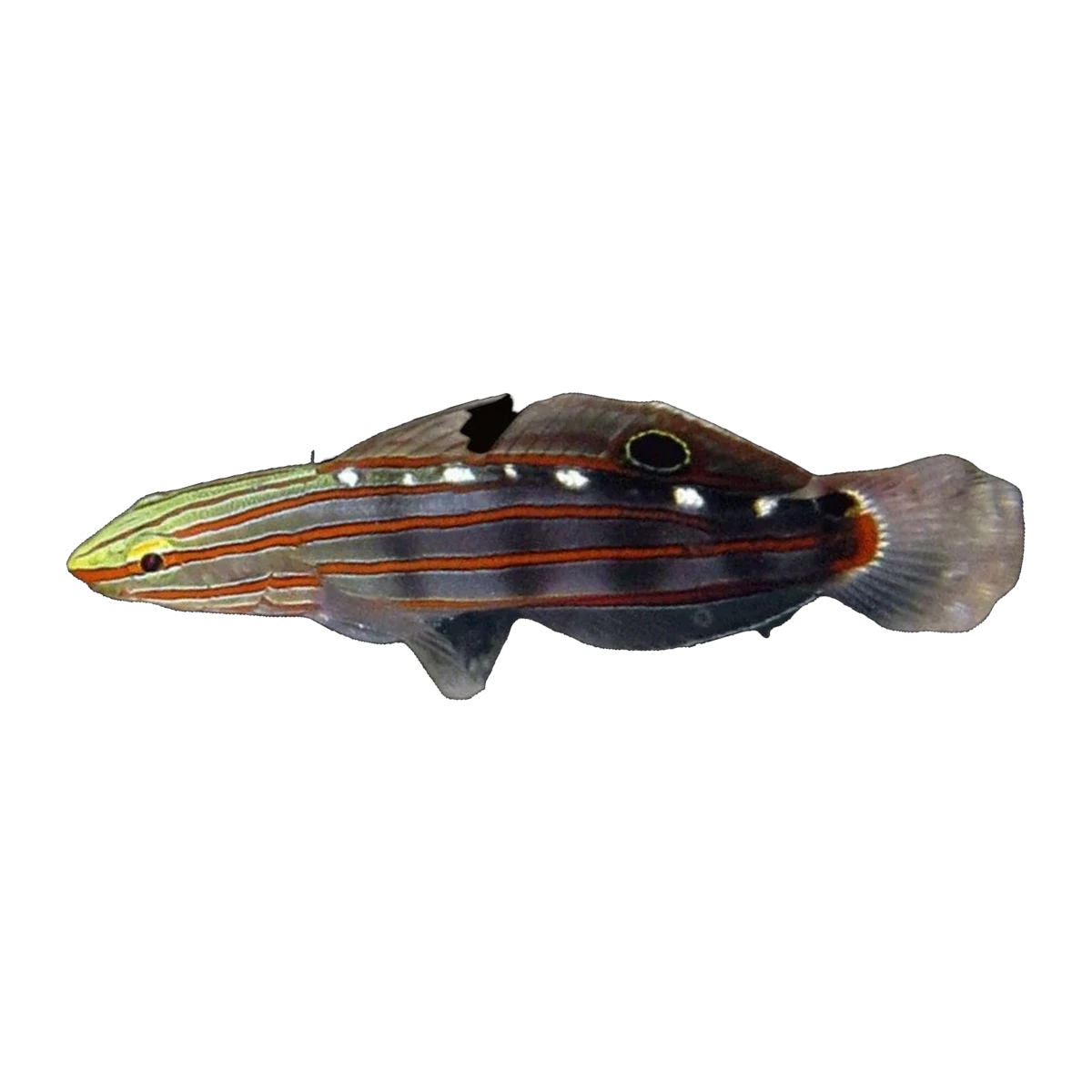 Rainford Goby | Koumansetta rainfordi