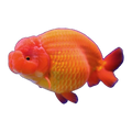 Ranchu