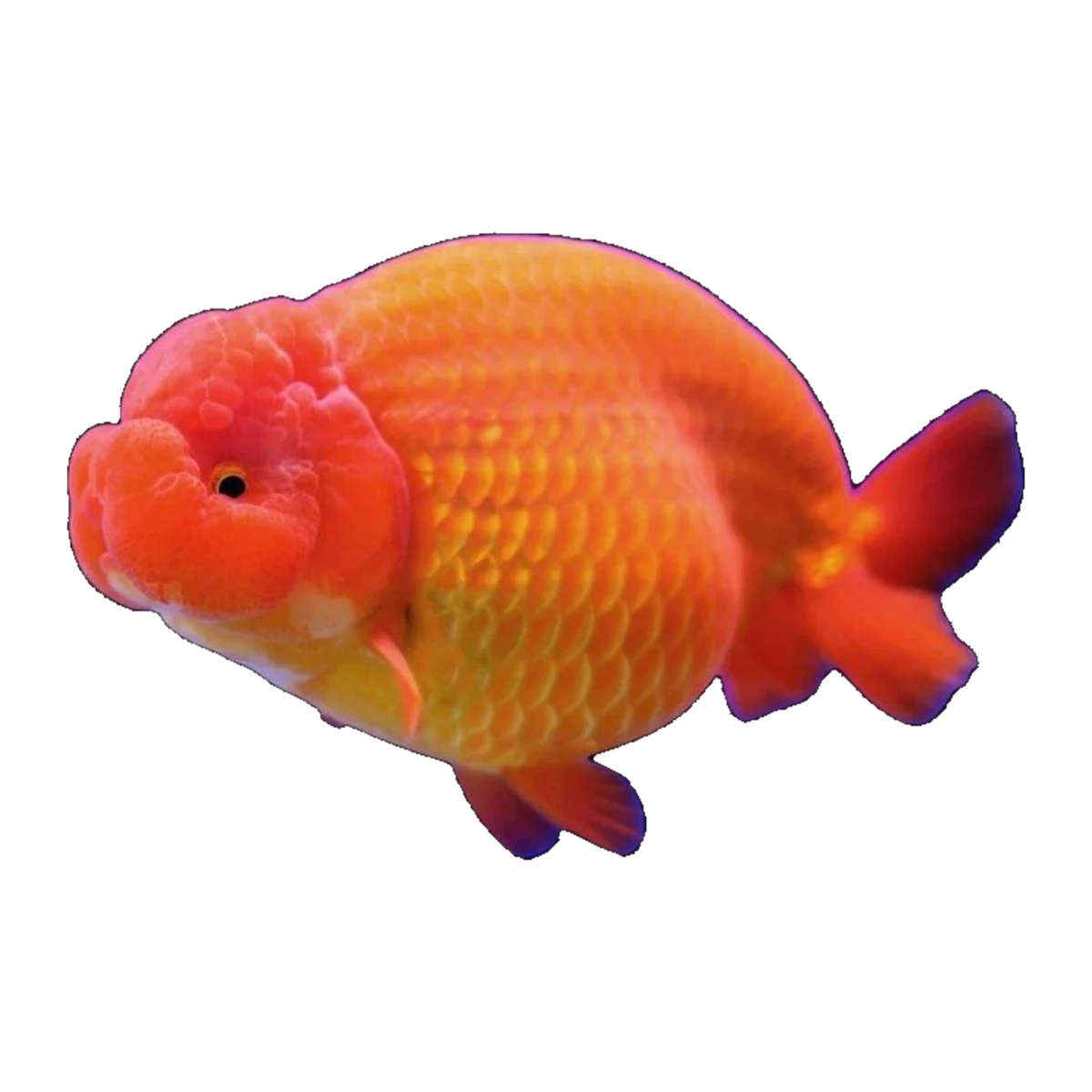 Ranchu