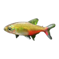 Rathbuni BloodFin Tetra