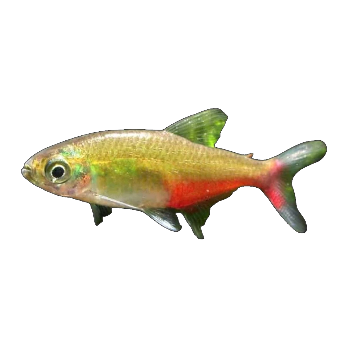 Rathbuni BloodFin Tetra