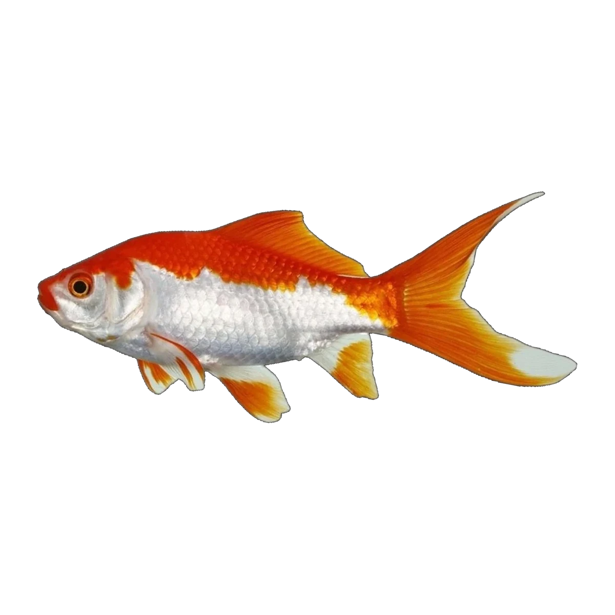 Red And White Comet