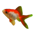 Red And White Fantail