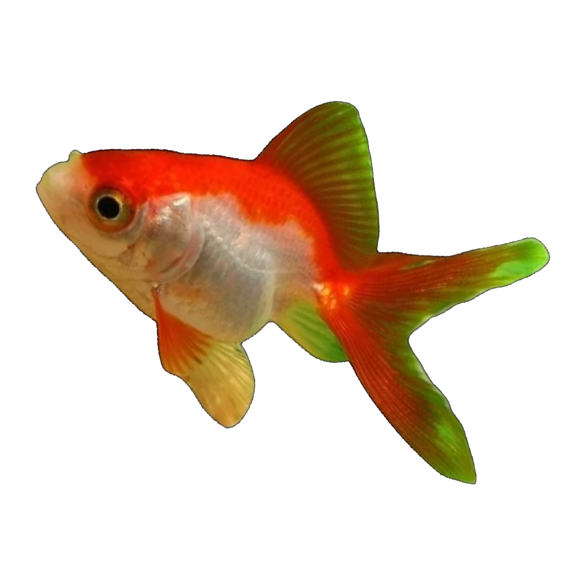 Red And White Fantail