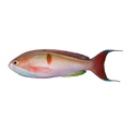Red Bar Anthias | Pseudanthias cooperi