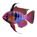 Red Base Blue Ram (Mikrogeophagus ramirezi), side profile facing right