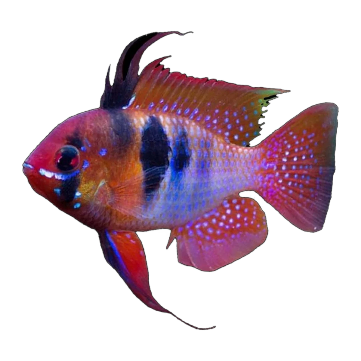 Red Base Blue Ram (Mikrogeophagus ramirezi), side profile facing right