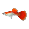 Red Blonde Guppy Male | Poecilia reticulata
