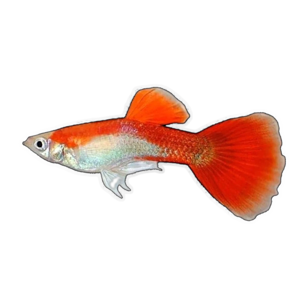 Red Blonde Guppy Male | Poecilia reticulata