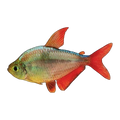 Red Blue Columbian Tetra