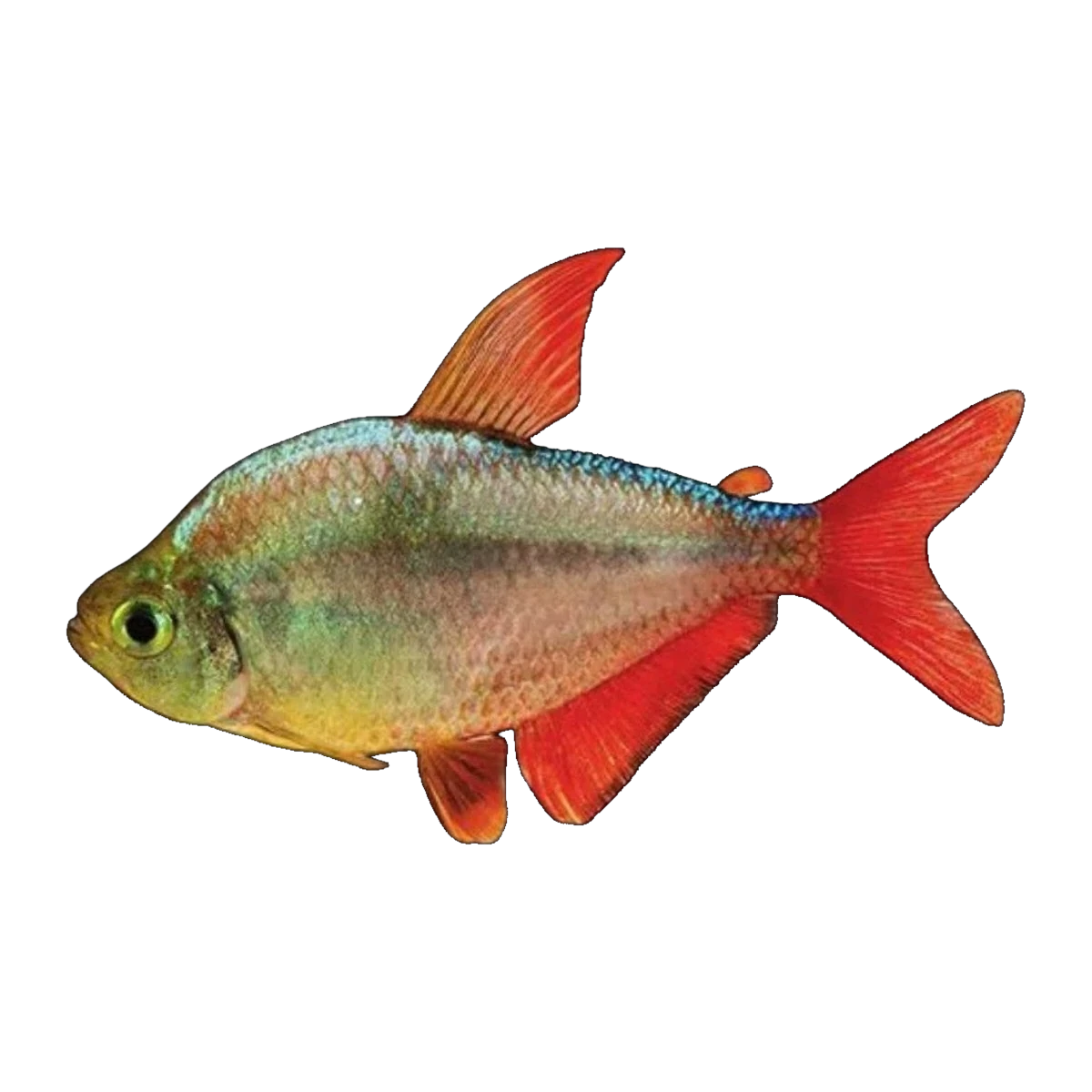 Red Blue Columbian Tetra