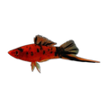 Red Calico Swordtail | Xiphophorus hellerii