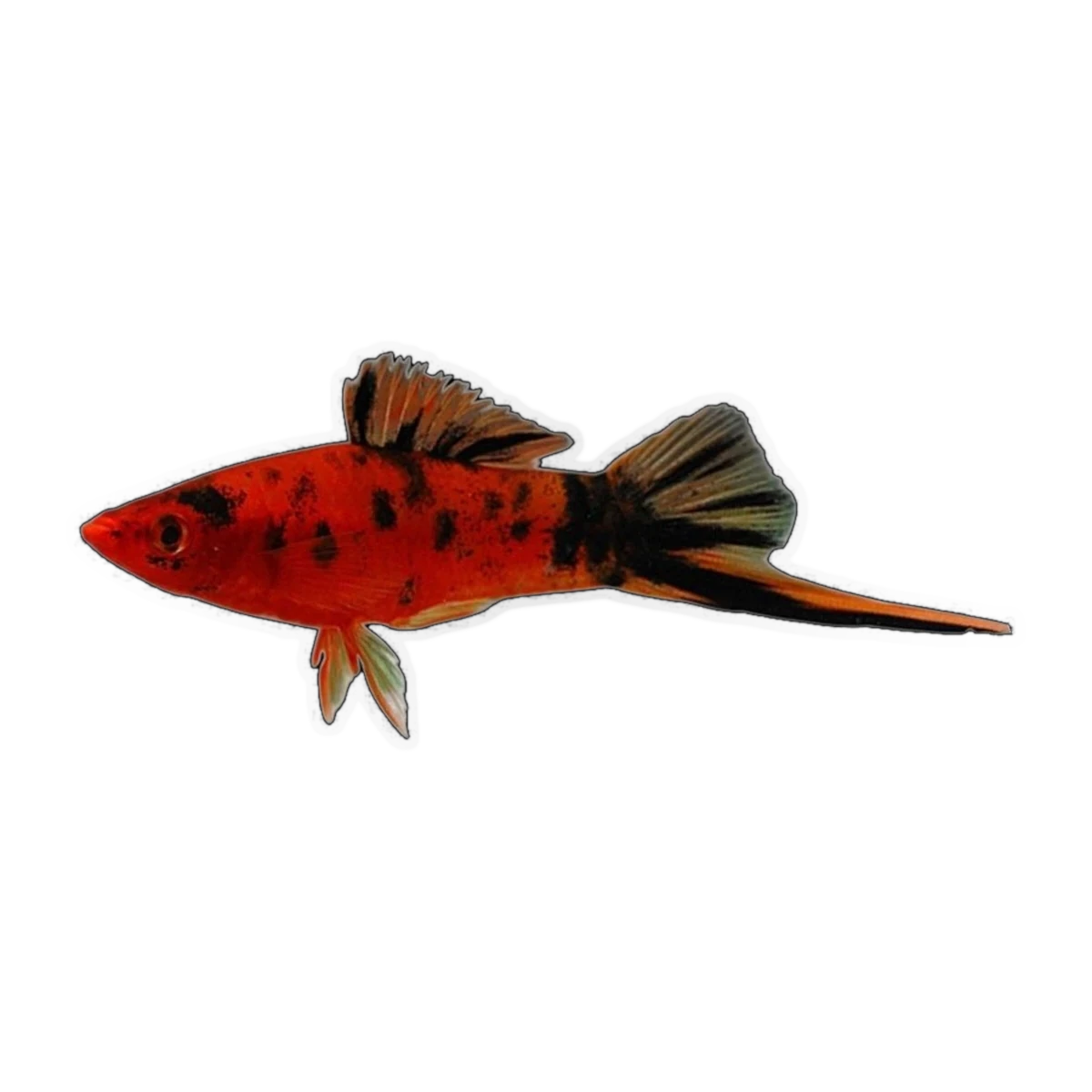 Red Calico Swordtail | Xiphophorus hellerii
