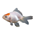 Red Cap Fantail