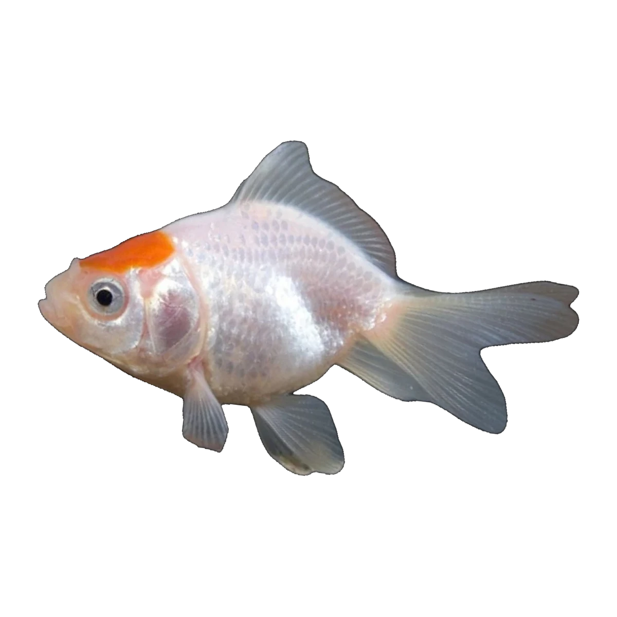 Red Cap Fantail