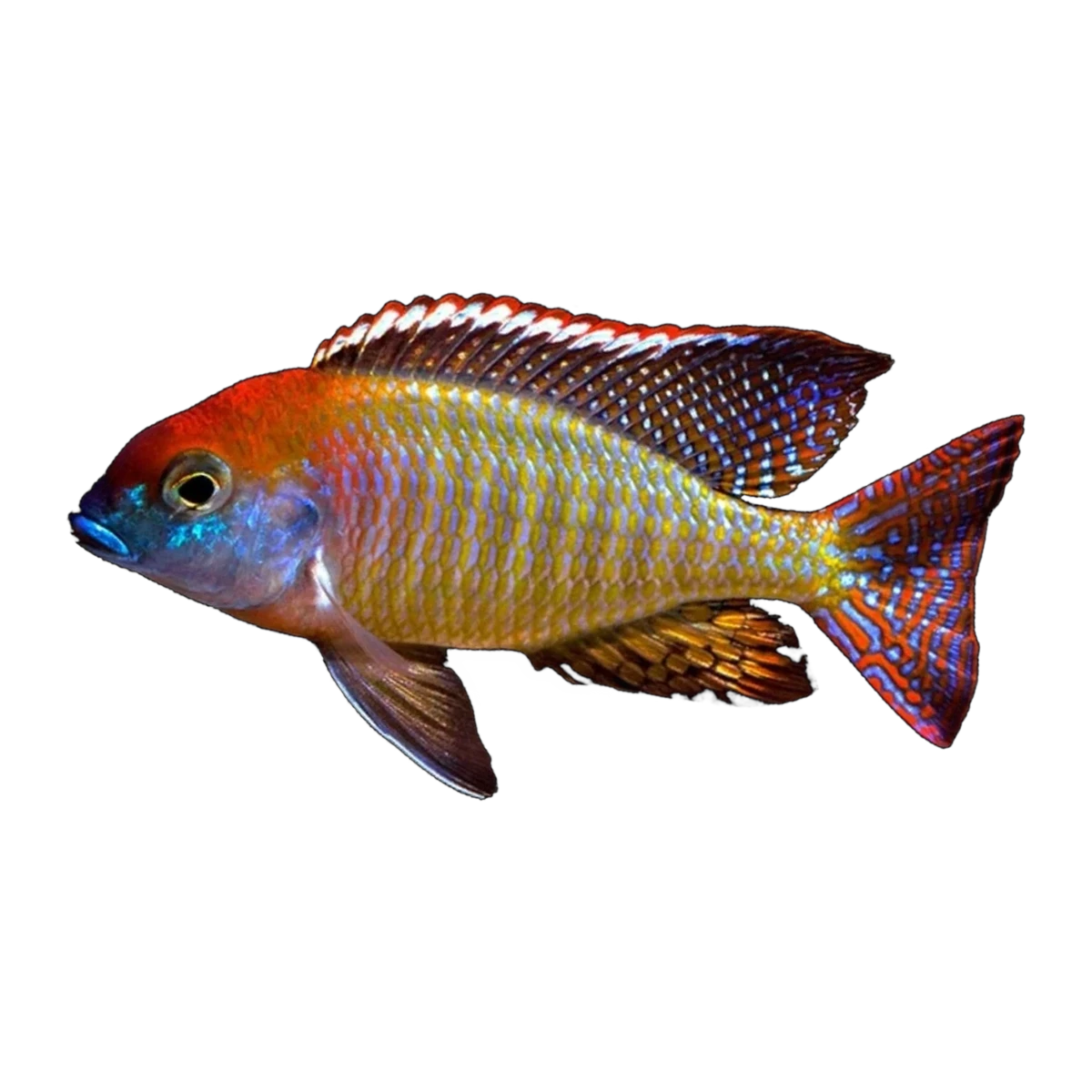 Red Cap Lethrinops (Lethrinops sp. 'Red Cap'), side profile facing right
