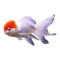 Red Cap Oranda