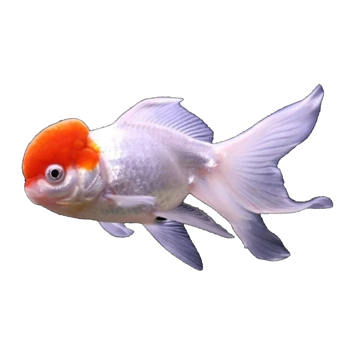 Red Cap Oranda