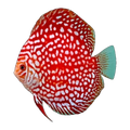 Red Checkerboard Discus