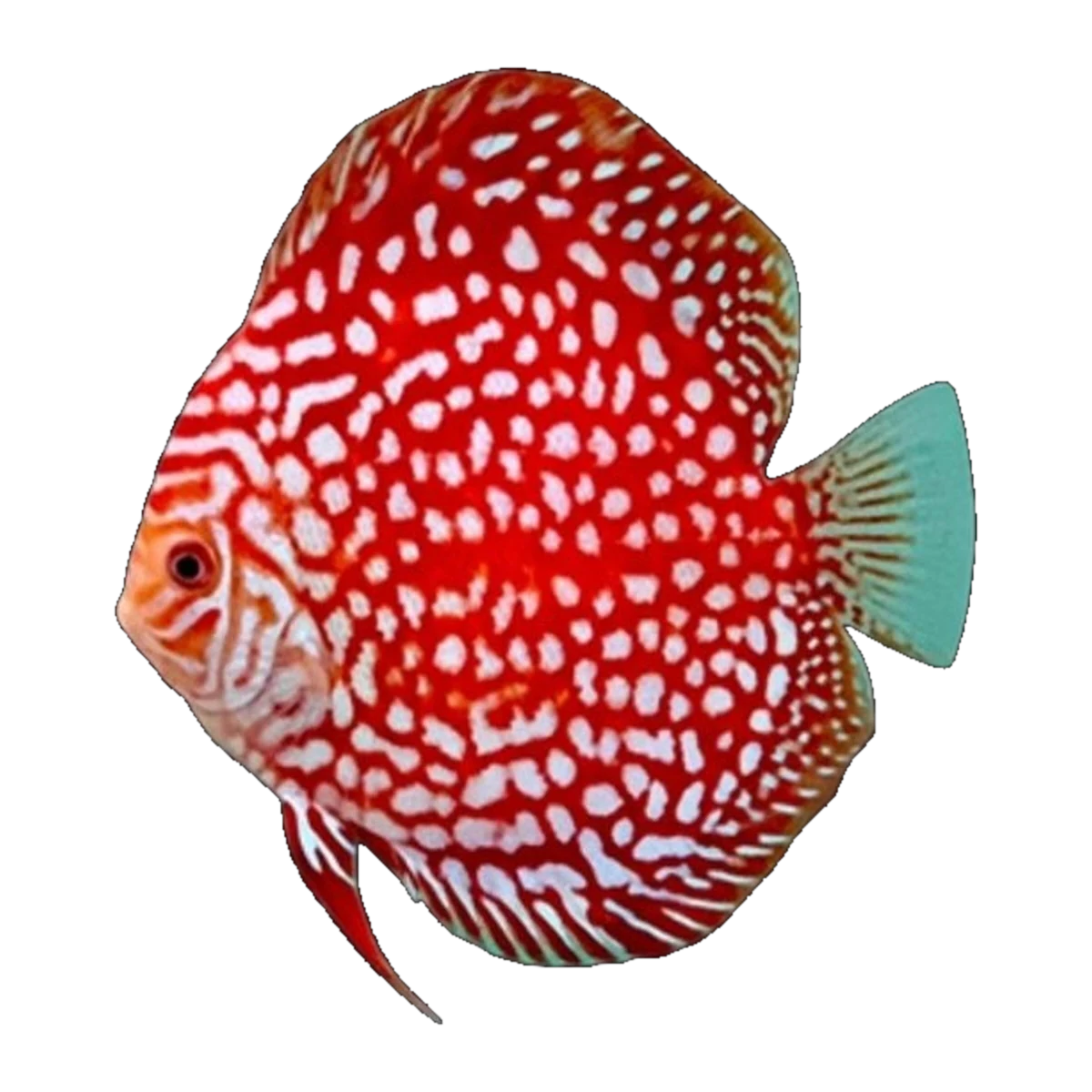 Red Checkerboard Discus