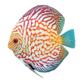 Red Checkerboard Pigeon Discus