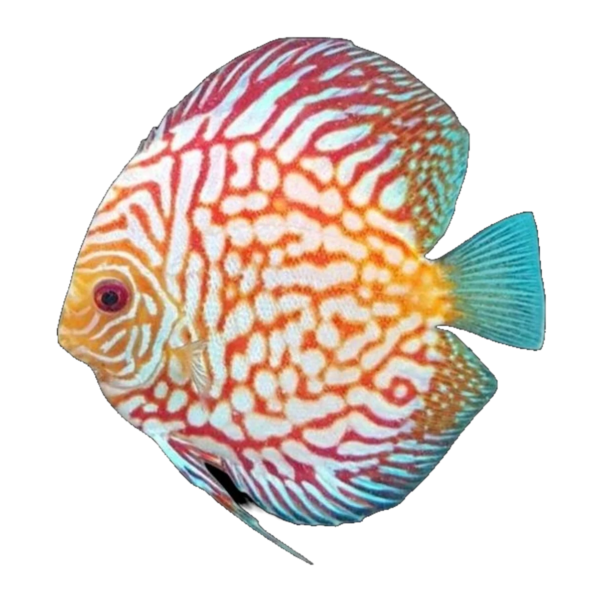 Red Checkerboard Pigeon Discus