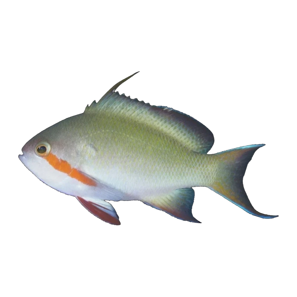Red Cheek Anthias Female | Pseudanthias huchtii