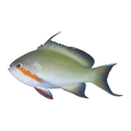 Red Cheek Anthias Female | Pseudanthias huchtii