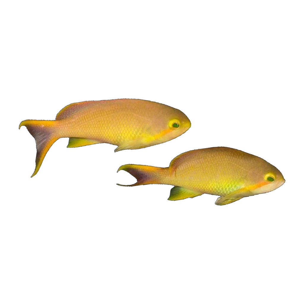 Red Cheek Anthias Female | Pseudanthias huchtii