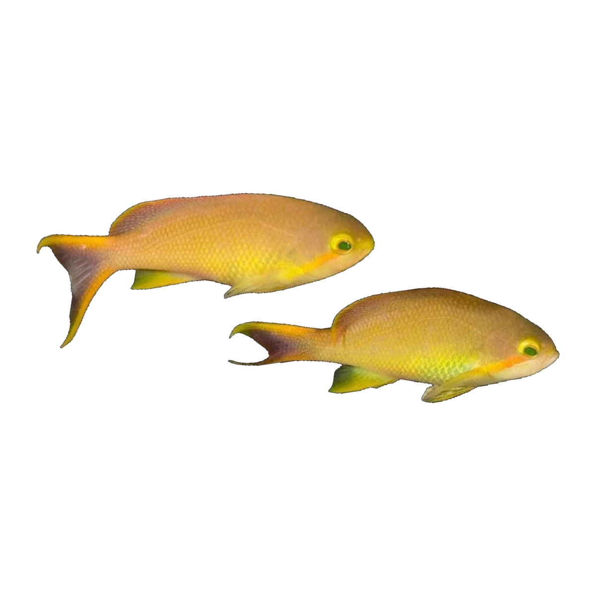 Red Cheek Anthias Female | Pseudanthias huchtii