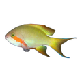 Red Cheek Anthias Male | Pseudanthias huchtii