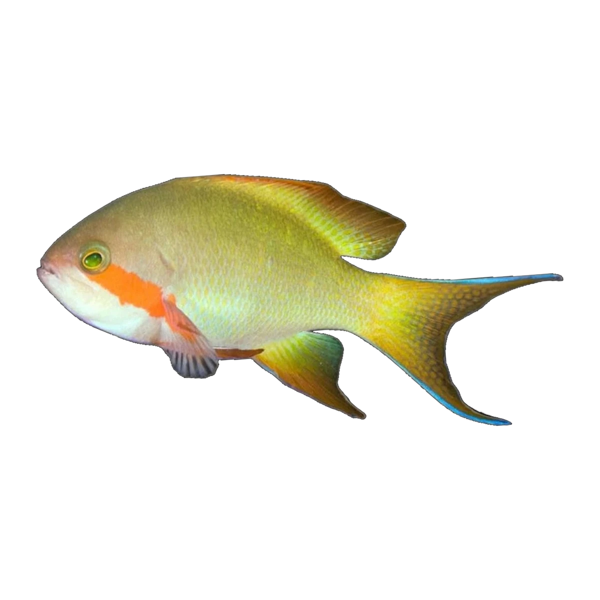 Red Cheek Anthias Male | Pseudanthias huchtii