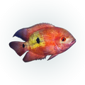 Red Chocolate Cichlid (Hypselecara temporalis), side profile facing right