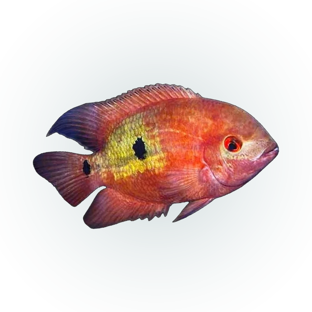 Red Chocolate Cichlid (Hypselecara temporalis), side profile facing right