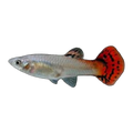Red Cobra Female | Poecilia reticulata