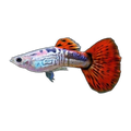 Red Cobra Guppy Male | Poecilia reticulata