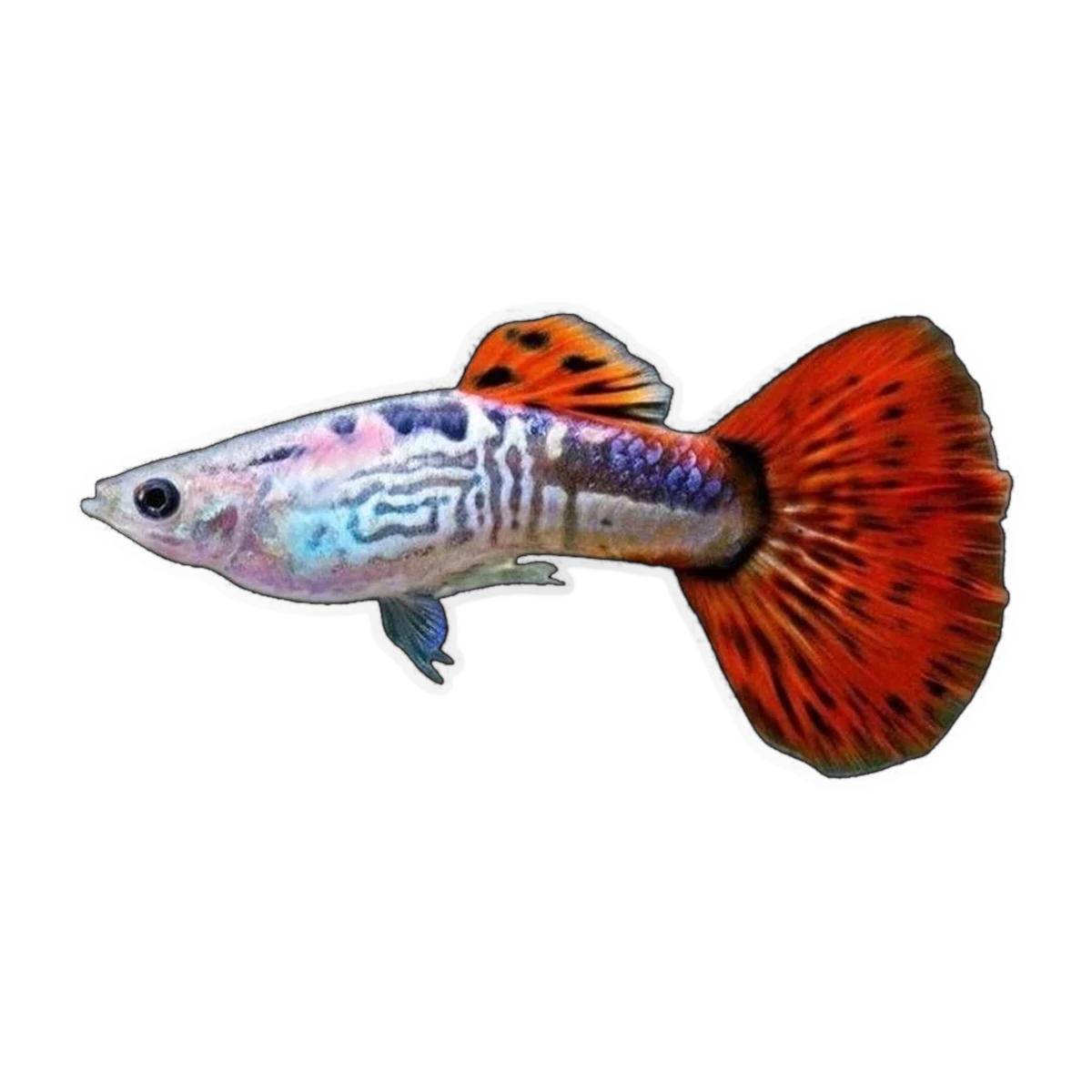 Red Cobra Guppy Male | Poecilia reticulata