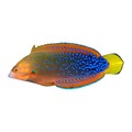 Red Coris Wrasse Adult | Coris gaimard