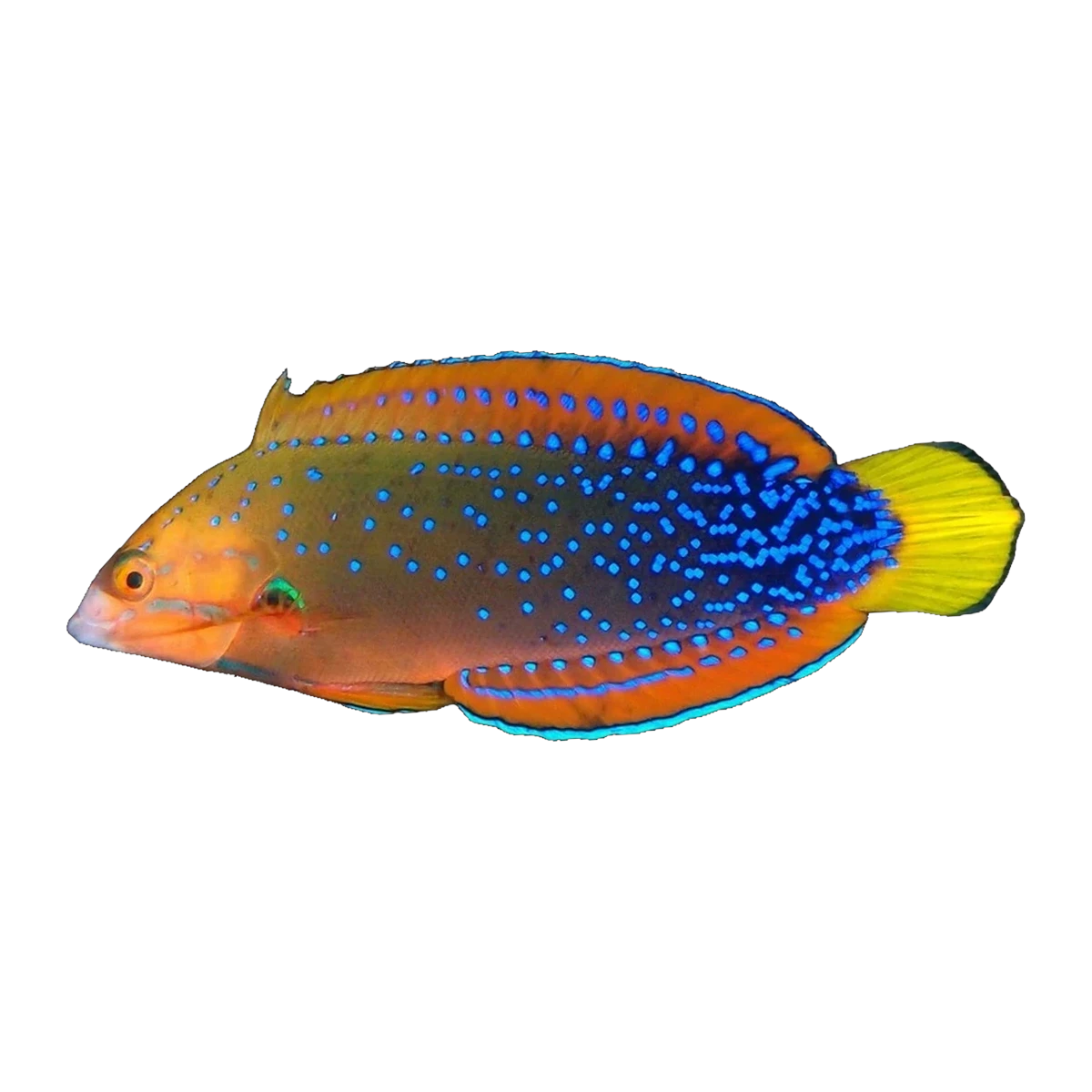 Red Coris Wrasse Adult | Coris gaimard