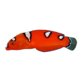 Red Coris Wrasse Juv | Coris gaimard