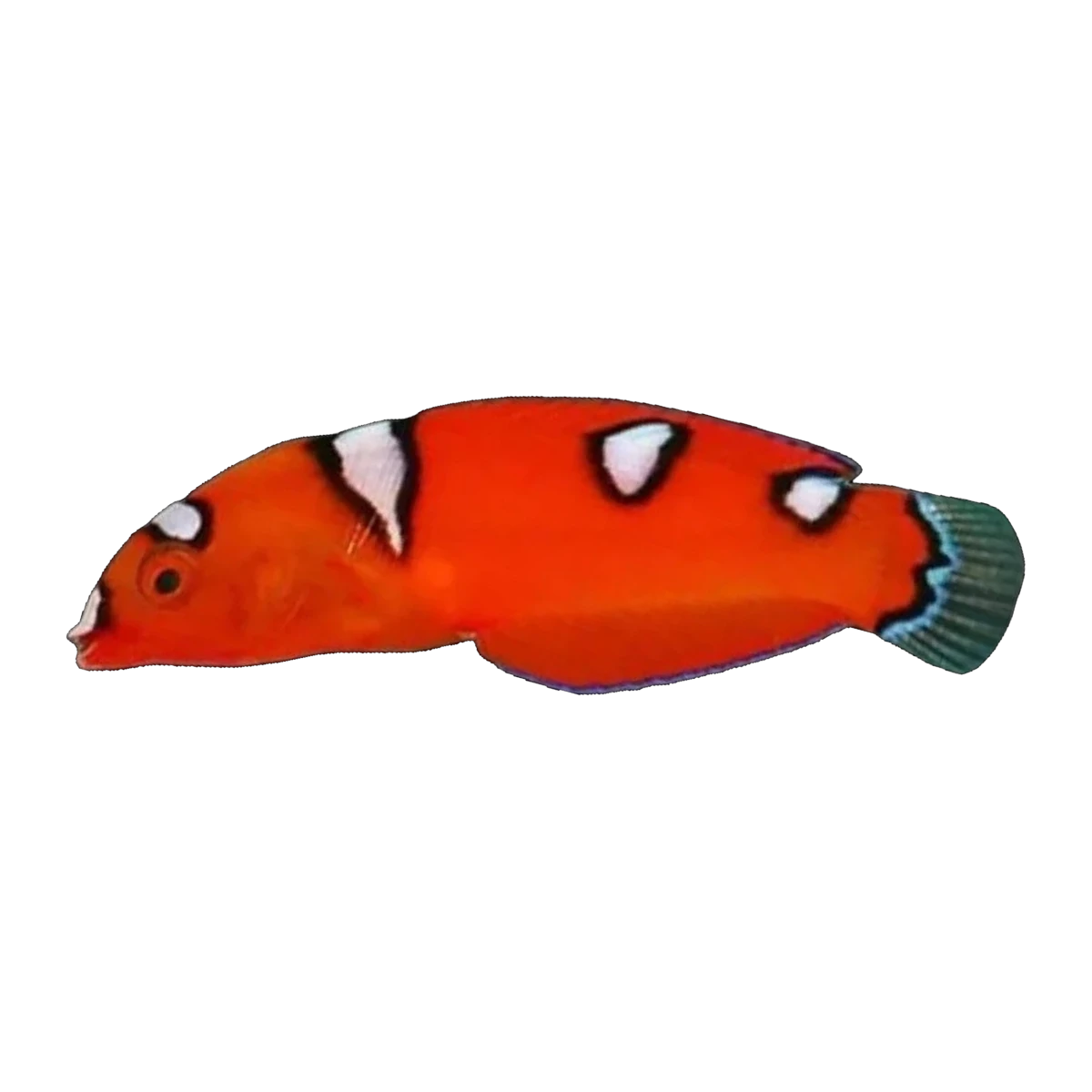 Red Coris Wrasse Juv | Coris gaimard
