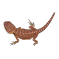 Red Devil Bearded Dragon | Pogona vittaceps