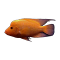 Red Devil Cichlid (Amphilophus labiatus)