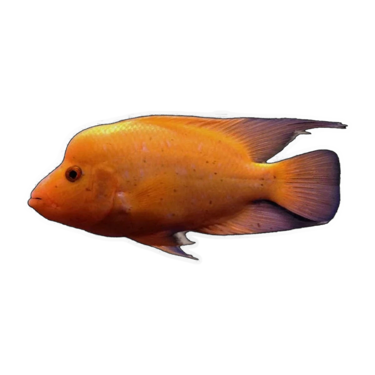 Red Devil Cichlid (Amphilophus labiatus)