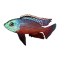 Red Empress "Namalenje Island" (Protomelas taeniolatus 'Namalenje Island'), side profile facing right