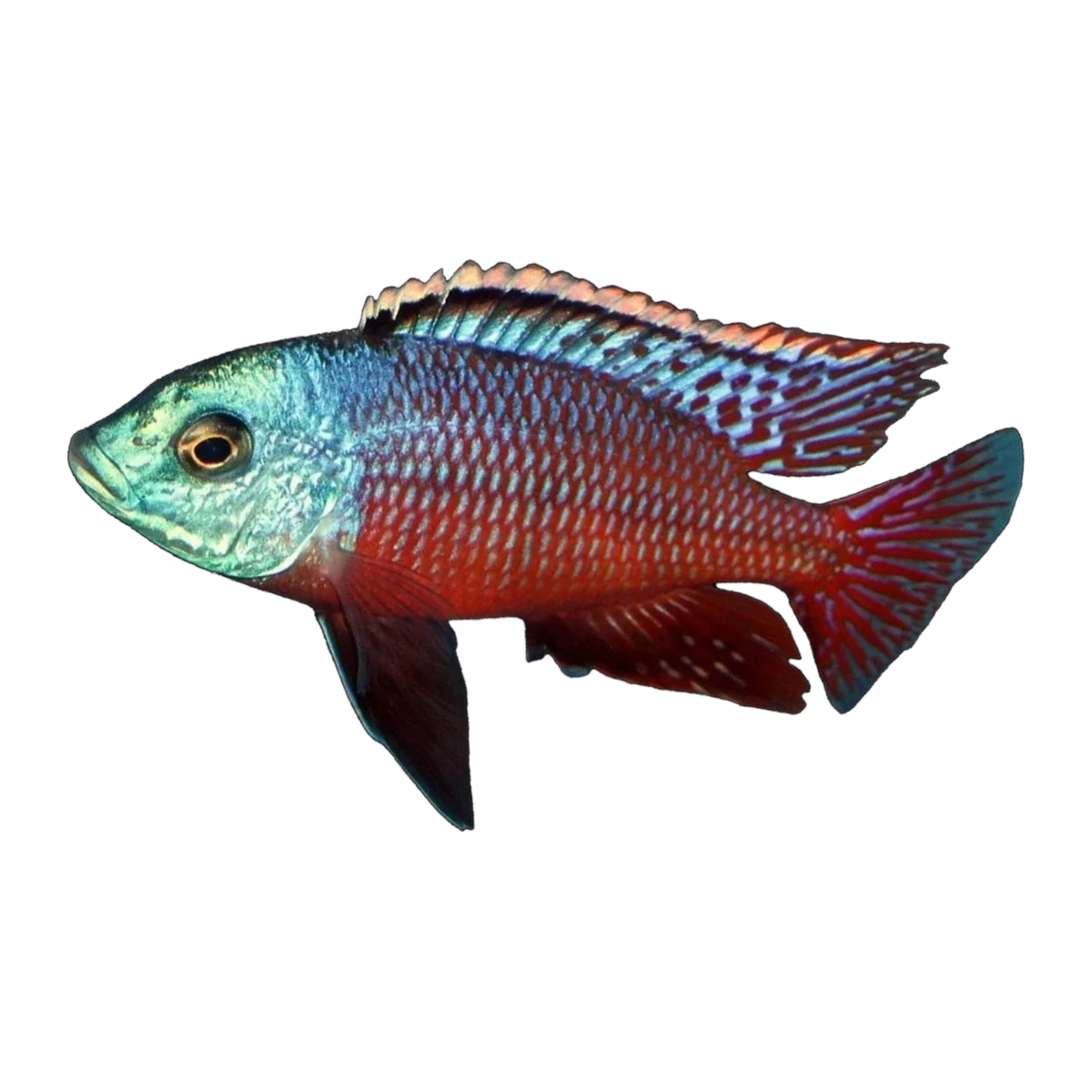 Red Empress "Namalenje Island" (Protomelas taeniolatus 'Namalenje Island'), side profile facing right