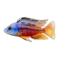 Red Empress (Protomelas taeniolatus), side profile facing right