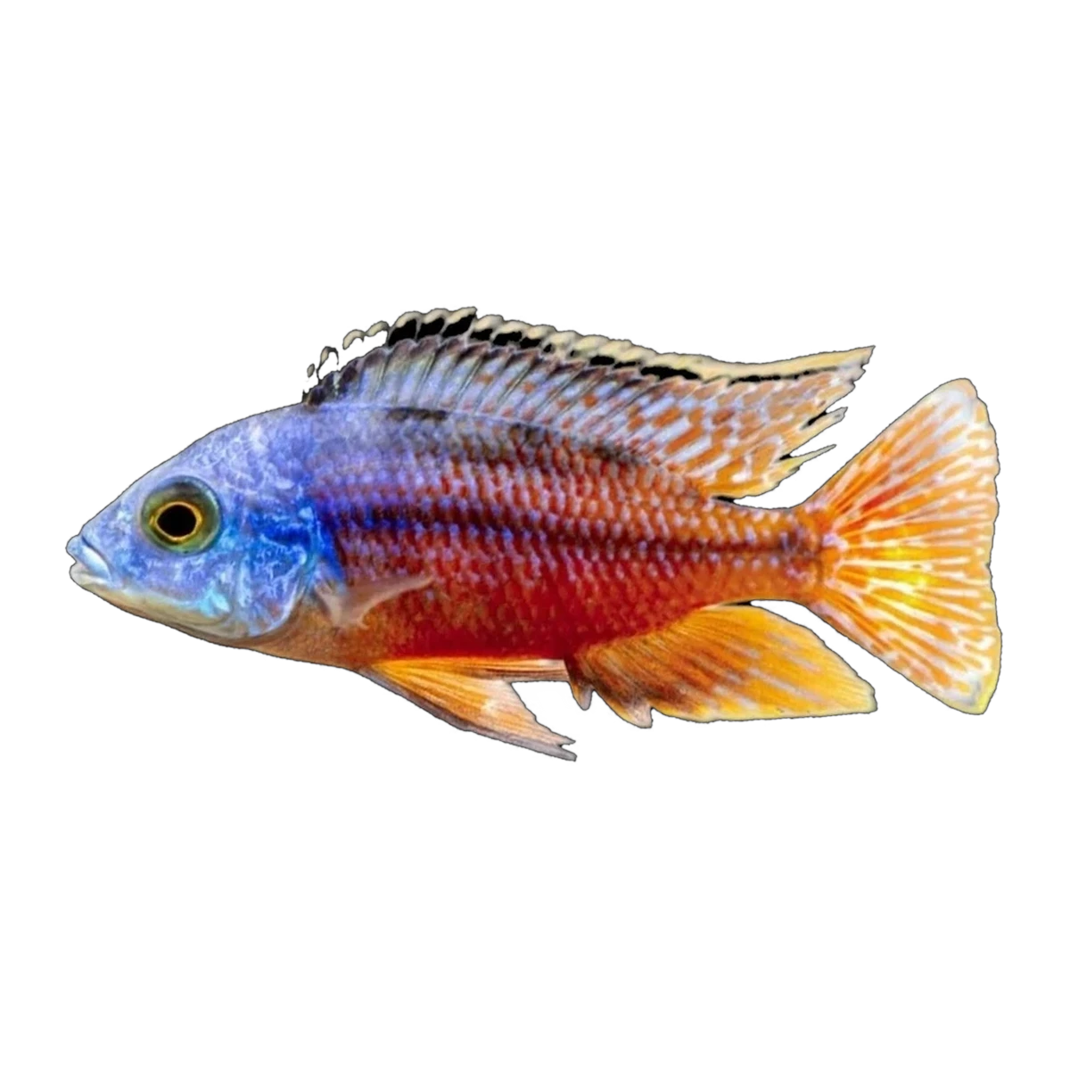 Red Empress (Protomelas taeniolatus), side profile facing right