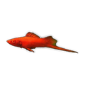 Red Eye Blood Red Swordtail | Xiphophorus hellerii